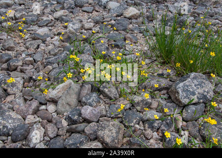 Spearwort lesser (Ranunculus flammula), im Loch Maree, Beinn Eighe NNR, Torridon, NW Schottland wächst Stockfoto