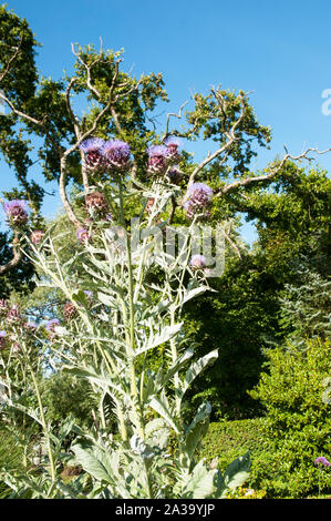 Cynrar cardunculus (cardoon) Andere Namen sind Artischocke Distel und wilde Artischocke. Blumen von Sommer bis Herbst ist eine mehrjährige Pflanze und ist Voll winterhart. Stockfoto