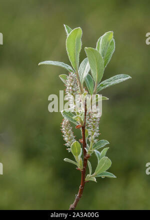 Willow Zwerg (Salix herbacea), wächst in den Bergen, Norwegen Jotunheimen Stockfoto