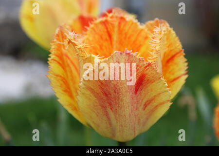 Eine gelbe und rote Tulpen in voller Blüte - Teil 1 Stockfoto