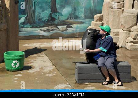 Durban, Südafrika, umarmen, küssen, Mann küssen Dichtung, Kap, Arctocepphalus pusillius, animal Handler, show, Ushaka Marine World, gefährdete Stockfoto