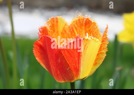 Eine gelbe und rote Tulpen in voller Blüte - Teil 2 Stockfoto