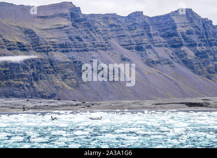 Seehunde schwimmende Eisberge in Gletscherlagune in Island Stockfoto