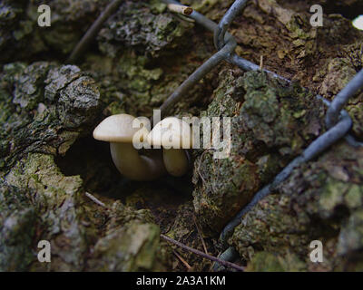 Zwei perfekte Weiß Pilz (Agrocybe cylindracea) zunehmend von einem Baum zwischen links an einem Maschendrahtzaun. Ottawa, Ontario, Kanada. Stockfoto