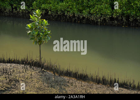 Durban, KwaZulu-Natal, Südafrika, neues Leben, single, schwarze Mangrove Tree, Bruguiera gymnorrhiza, wachsende, Ebbe, küstenwald Sumpf, Landschaft Stockfoto