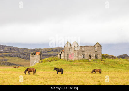 Islandpferde im Feld in der Nähe der verlassenen Struktur in Island Stockfoto