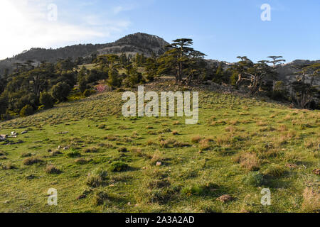 Atlas Zeder Wald in Mount Chelia im aures Berge in Algerien Stockfoto