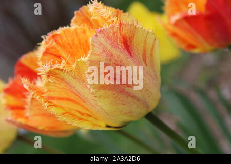 Gelbe und rote Tulpen in Blüte - Teil 2 Stockfoto