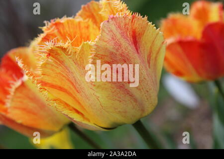 Gelbe und rote Tulpen in Blüte - Teil 2 Stockfoto