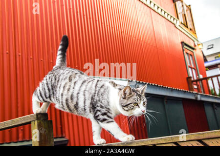 Graue und weiße zweifarbige Tuxedo und Tabby cat in Island Stockfoto