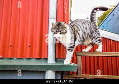 Graue und weiße zweifarbige Tuxedo und Tabby cat in Island Stockfoto