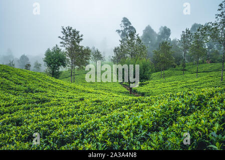 Landschaft von Kaffee Garten in Sri Lanka Stockfoto