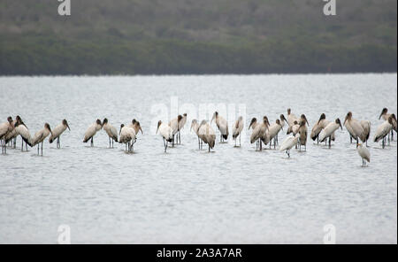 Eine große Gruppe von Holz Störche Mycteria americana Krane Vögel füttern Unare Lagune Feuchtgebiet Venezuela Stockfoto