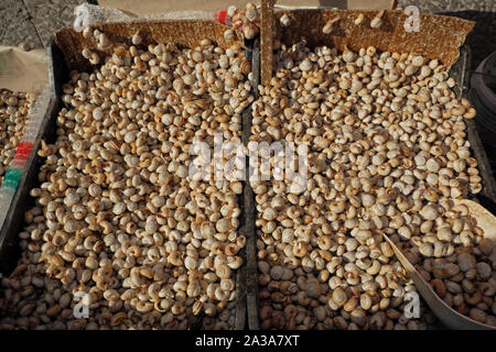 Schnecken für den Verkauf auf dem Markt der ballaro in Palermo, Sizilien, Italien. Stockfoto