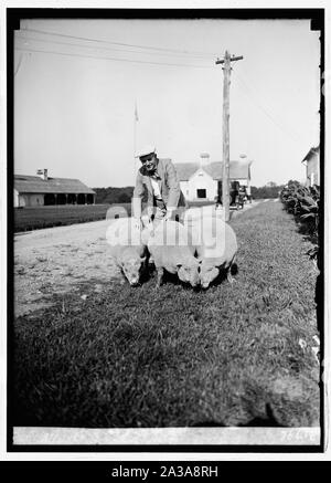 Sec. Wallace in Beltsville, [MD], Bauernhof mit southdown Schafe, 8/18/24. Stockfoto