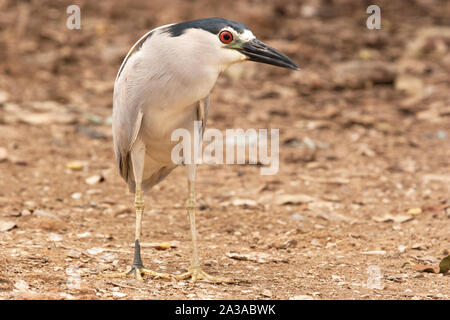 Schwarz gekrönt Night Heron in Feuchtgebieten mangrove Lagune Unare Venezuela Stockfoto