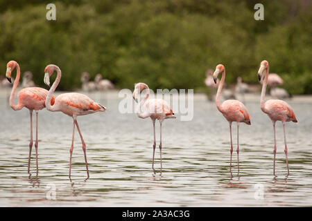 Eine Gruppe von Jugendlichen und Erwachsenen Amerikanischen flamingos Phoenicopterus ruber in der Unare Lagune Venezuela Stockfoto