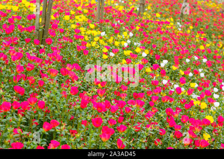 Foto von bunten Gemeinsame portulak oder verdolaga Blume im Garten Stockfoto