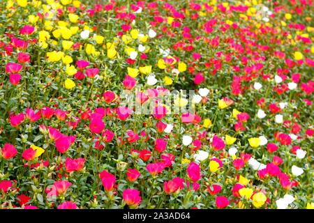 Foto von bunten Gemeinsame portulak oder verdolaga Blume im Garten Stockfoto