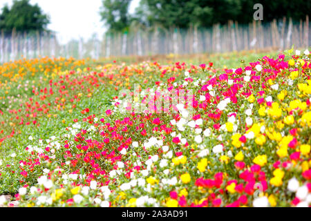 Foto von bunten Gemeinsame portulak oder verdolaga Blume im Garten Stockfoto