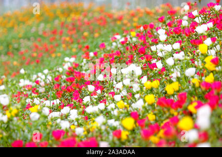 Foto von bunten Gemeinsame portulak oder verdolaga Blume im Garten Stockfoto