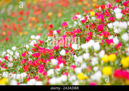 Foto von bunten Gemeinsame portulak oder verdolaga Blume im Garten Stockfoto