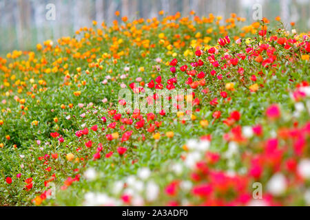 Foto von bunten Gemeinsame portulak oder verdolaga Blume im Garten Stockfoto