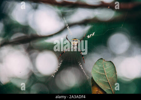 Dschungel von Thailand. Spinnen pilipes Nephila - ist die größte Art der Gattung und die größte Spinnen Spinning Fangnetz. Stockfoto