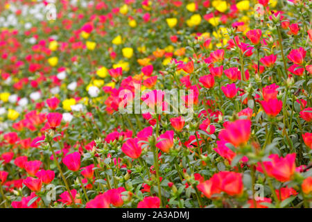 Foto von bunten Gemeinsame portulak oder verdolaga Blume im Garten Stockfoto