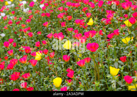 Foto von bunten Gemeinsame portulak oder verdolaga Blume im Garten Stockfoto