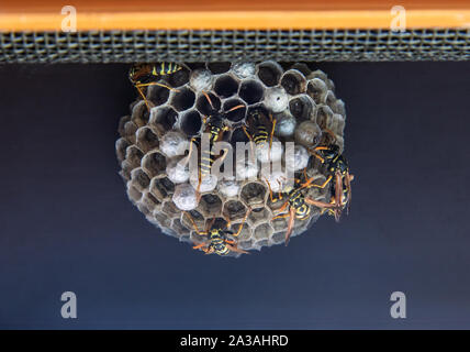 Wespen am Bau und Wartung von Wasp Nest. Wasp Nest mit Zellen unter Fenster Dach. Stockfoto