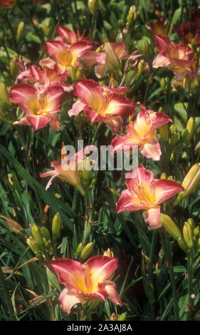 GARTENBETT VON TAGLILIEN (HEMEROCALLIS) Stockfoto