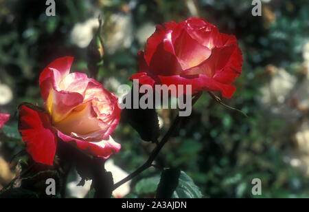 ROSE "Double Delight". Eltern waren ROSA GRANADA X ROSA GARDEN PARTY Stockfoto