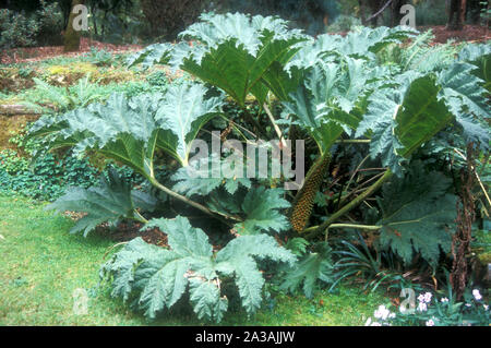 GUNNERA MANICATA (GIANT ZIERPFLANZEN RHABARBER) Stockfoto