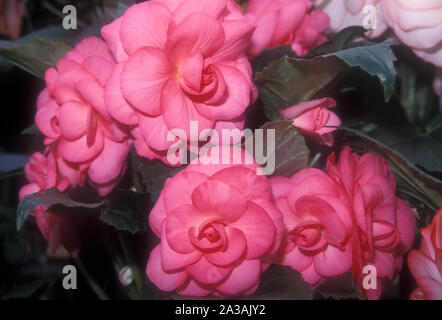 Rosa BEGONIEN 'ELAINE TARTELLIN' Stockfoto