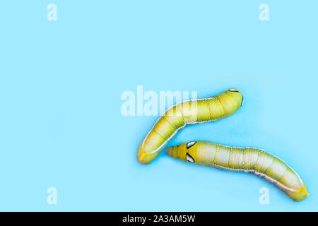 Raupen auf blauem Hintergrund isoliert. In der Nähe von wunderschönen grünen Caterpillar. Stockfoto