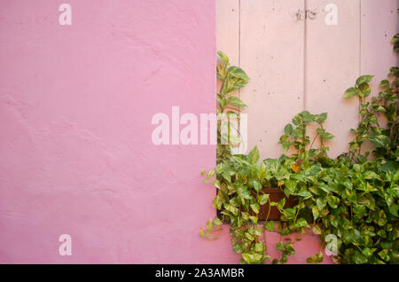 Rosa Wand und grünen Reben in Getsemani Stockfoto