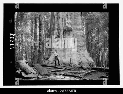 Sequoia National Park, Sept. 1957. Die Toten Riesen auffällige Ständigen [ ] weiß Baum, bellte, näher Stockfoto
