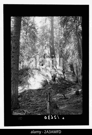 Sequoia National Park, Sept. 1957. Giant Redwood Baum balanciert auf Mammut boulder Stockfoto