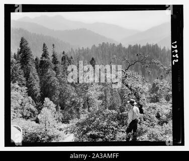 Sequoia National Park, Sept. 1957. Berg Szene, Wald, die fernen Gipfel Stockfoto