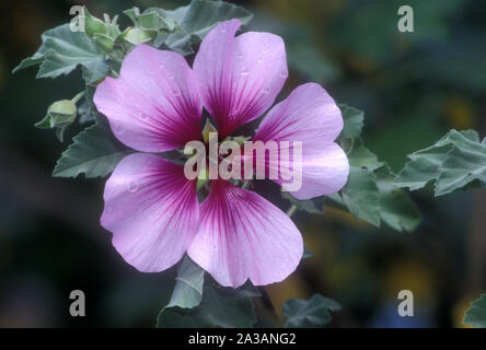 Nahaufnahme einer LAVATERA MARITIMA BLUME (BEKANNT ALS BAUM MALVE). Stockfoto