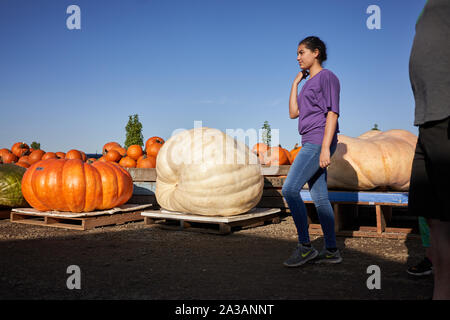 Riesige Kürbisse sind auf der Bauman's Farm in Gervais, Oregon, am Samstag, 5. Oktober 2019 zu sehen. Stockfoto