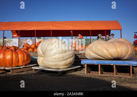 Riesige Kürbisse sind auf der Bauman's Farm in Gervais, Oregon, am Samstag, 5. Oktober 2019 zu sehen. Stockfoto