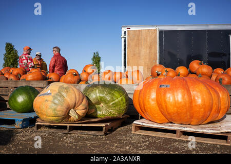 Riesige Kürbisse sind auf der Bauman's Farm in Gervais, Oregon, am Samstag, 5. Oktober 2019 zu sehen. Stockfoto