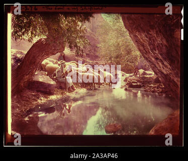 Satz von dreizehn wählen Sie Folien von Hirten leben, die die Xxiii. Psalm. Der Herr ist mein Hirte Stockfoto