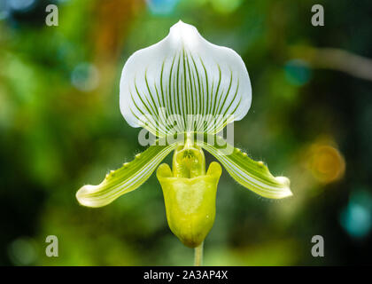 Orchidee in einem bunten fancy Blüte Stockfoto