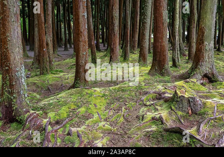 Schöne Baumstämme und Moos im Wald in der Nähe von Fumarolas da Lagoa das Furnas in Sao Miguel, Azoren. Stockfoto