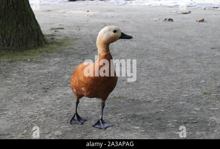 Orange ente Wanderungen in einer mineralischen Thermalbad im Botanischen Garten von Terra Nostra Furnas, São Miguel, Azoren. Stockfoto