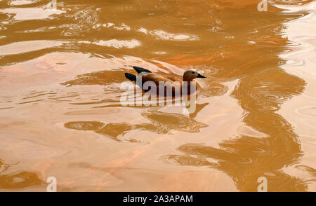 Eine Ente schwimmt in einem Mineral Thermalbad im Botanischen Garten von Terra Nostra Furnas, São Miguel, Azoren. Stockfoto