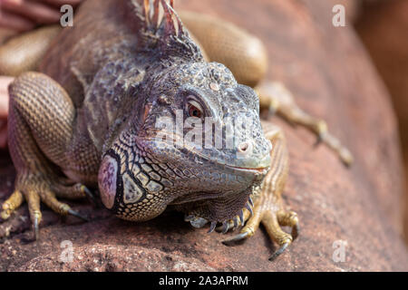 Nahaufnahme von laege Wasser lizard Sonnenbaden auf den Stein Wand Stockfoto